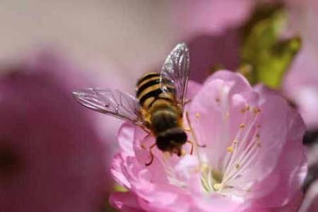 形容春暖花开蜜蜂采蜜的诗句