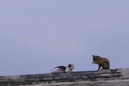 猫在楼顶乱叫