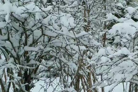 对对子瑞雪丰年德润祥求下联