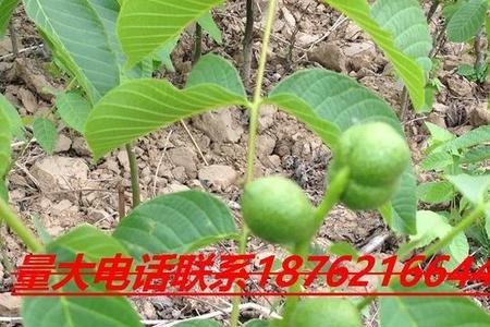 猴头核桃怎么种植才能发芽