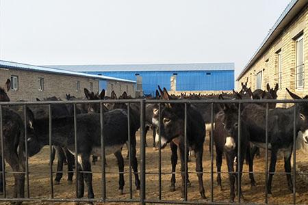 中国最大的肉驴养殖基地