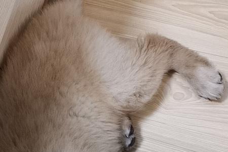 四个半月金猫是成犬