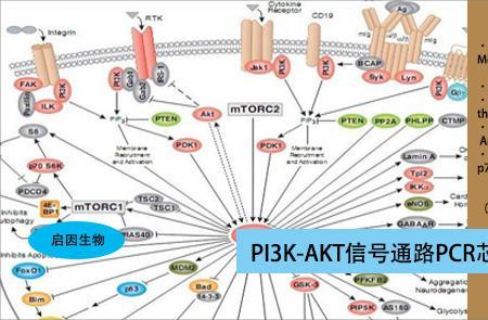 p-akt信号通路是啥