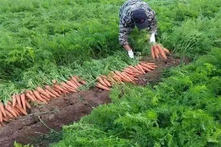 胡萝卜叶子每天浇水有什么变化