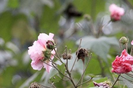 芙蓉花叶子边缘枯萎