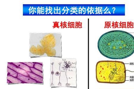 真核细胞和原核细胞的系统边界