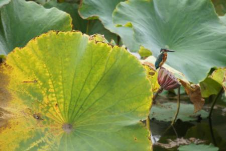 芙蕖；什么意思