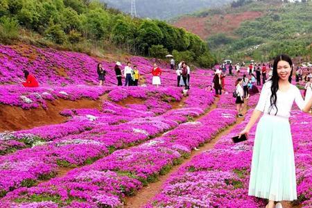 芝樱花一亩地需要多少种子