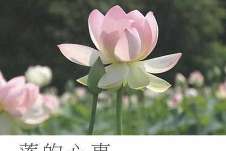 写花的现代诗不超过30字