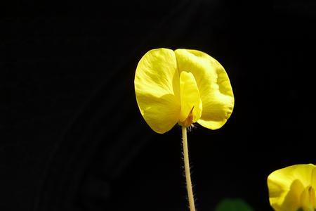 花生开花是什么颜色