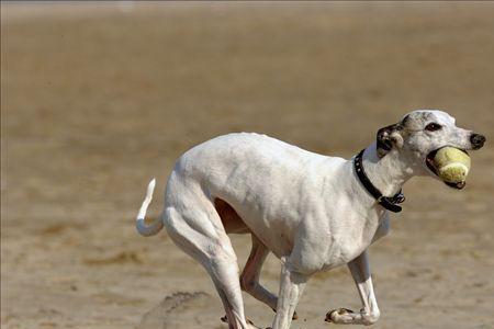 灵缇犬和惠比特犬有什么区别