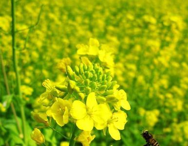 油菜花开多长时间进入流蜜期