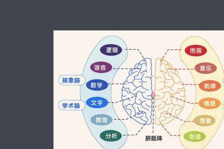 右脑发达的女生特点