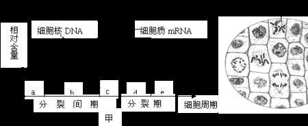 细胞核的有丝分裂是量子纠缠吗