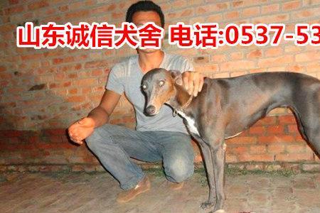 格力犬三年还能下地逮不