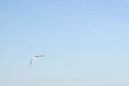 海鸥伴海浪齐飞文案