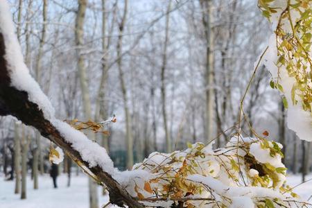 冬雪是几月