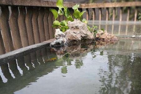 家庭鱼池下过雨的水能用吗