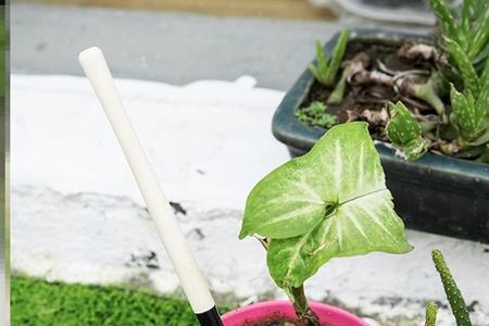 植物俗名铲子头