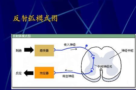 弧反射是什么意思