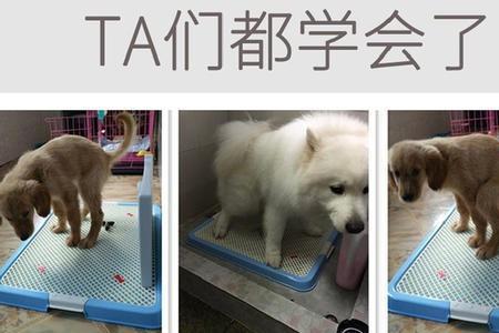 小鹿犬乱拉乱尿怎么办