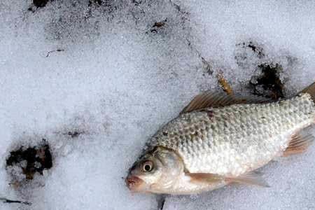 雪中悍刀行钓鱼人什么时候败的