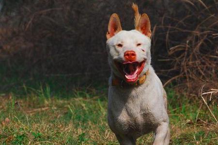 下司犬东北能养吗