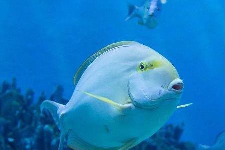 水族馆的鱼从哪进的