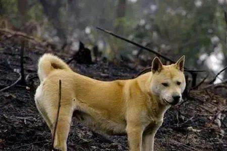 中华田园犬吃什么会死