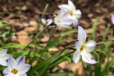 小兰花花言花语