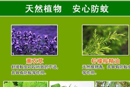 植物精油贴怎么用