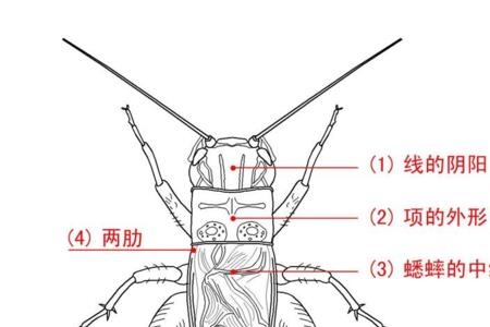 圆头蟋蟀和扁头的有什么不同