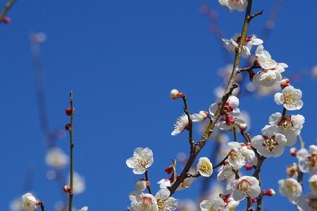 一棵梅花树像什么