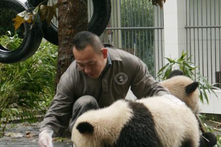 雅安送出去了多少大熊猫