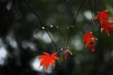 冬雨潇潇的意思