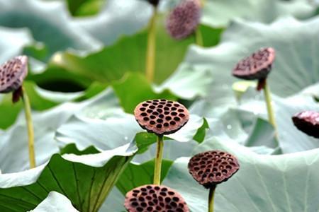 处暑关于藕的植物特点