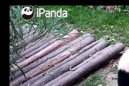 panda同音词