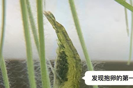 小虾米一亩产量