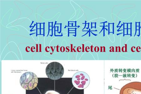 原核细胞为什么没有细胞骨架