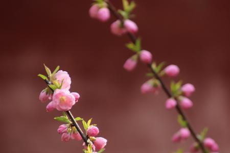 一朵花开不是春