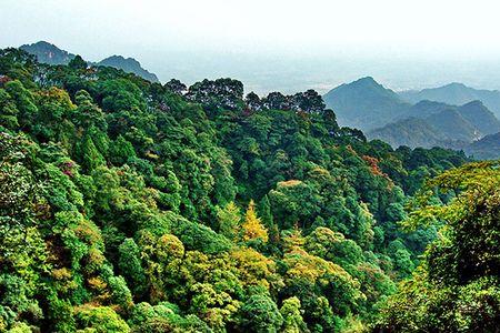 青城山哪里看红叶