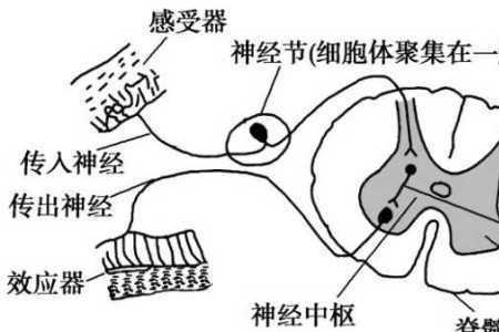 为什么有些人反射弧长