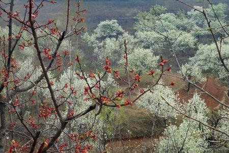 栖贤梨花沟风景区观看时间