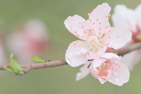 桃花蕊是什么意思