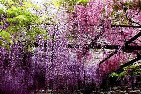 紫藤花夏季叶子发黄什么原因