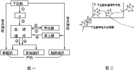 人体主要的散热途径高二生物