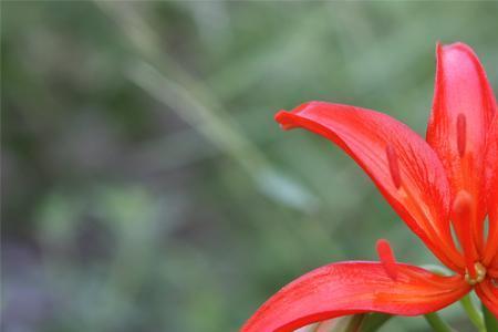 山丹丹花盆栽的鳞茎怎么过冬