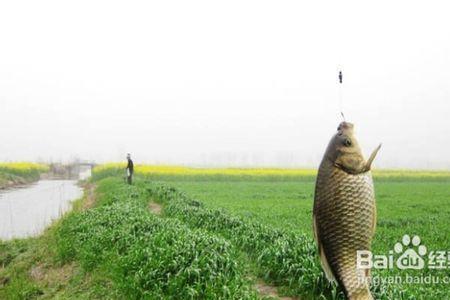 疯口鲫如何配野钓最实用