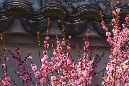 最香梅花排名