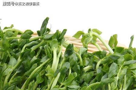 萝卜苗能不能连茬种植